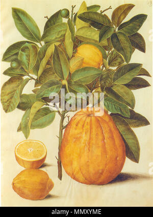 . Citrus limonum (Citrus limon) et decumana (Citrus maxima), gouache sur papier vélin, in : Gottorfer . Entre 1649 et Codex 1659. Hans-Simon Holtzbecker Gc9 Citrus limonum et decumana Banque D'Images