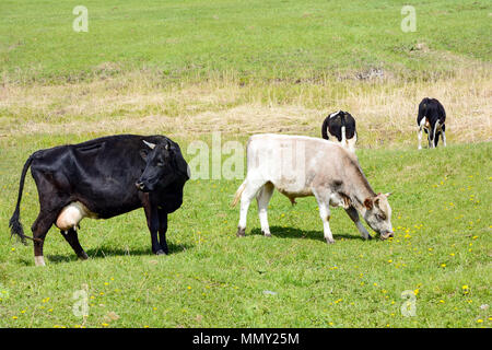 Les vaches broutent sur le village de l'herbe verte première du printemps meadow Banque D'Images