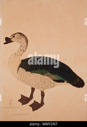 . Anglais : Série Titre : l'Impey Album Suite Nom : l'affichage de l'album : Artiste Impey Ram Das Date de création : ca. Affichage 1780 Dimensions : 26 1/4 x 18 5/16 in. (66,7 cm x 46,5 cm) de la ligne de crédit : Edwin Binney 3ème Numéro : 1990.1359 Collection : Le San Diego Museum of Art . 6 septembre 2011, 14:32:09. Anglais : thesandiegomuseumofartcollection un peigne Drake (Sarkidiornis melanota) (6124597743) Banque D'Images