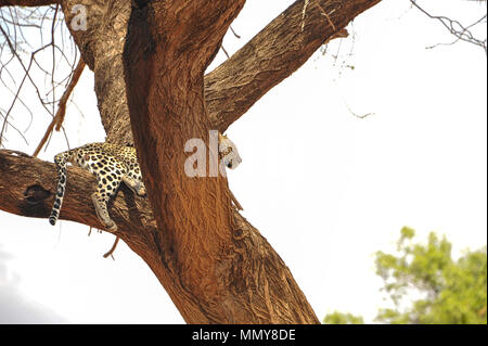 Un léopard (Panthera pardus) attend patiemment leur proie, tout en haut de la fourche d'un arbre, Belle animal couché, regarde intensément dans la distance Banque D'Images