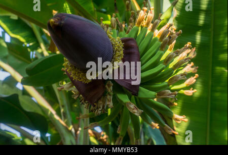 Unrip avec banane douce fleur de bananier. selective focus Banque D'Images