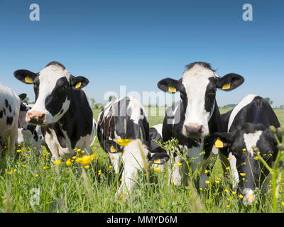 Les vaches noires et blanches venir près de fleurs de printemps jaune vert néerlandais dans meadowunder sur herbe ciel bleu ensoleillé jour aux Pays-Bas Banque D'Images