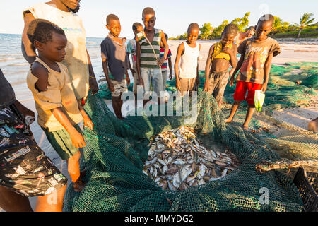 Les petits pêcheurs locaux découvrez les captures dans leurs filets à Inhassoro au Mozambique. Banque D'Images