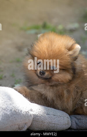 Fluffy mignon renard orange chien pomeranian jeter à l'extérieur. Chien Spitz. Banque D'Images