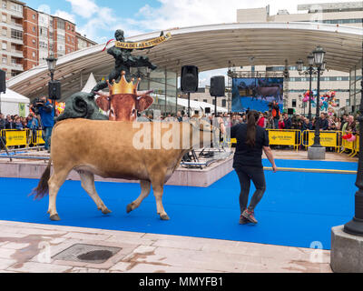 OVIEDO, ESPAGNE - 12 mai 2018 : Jeune femme présente l'élevage de vache à l'exposition à la Plaza Rendez Asturianos sur l'Ascension juste, Ovi Banque D'Images