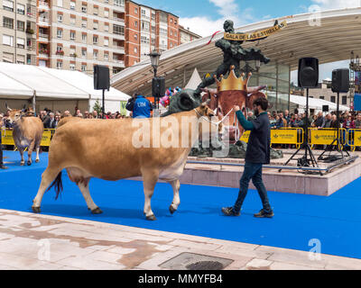 OVIEDO, ESPAGNE - 12 mai 2018 : Les Vaches à l'élevage de l'exposition à la Plaza Rendez Asturianos sur l'Ascension juste, Oviedo, Espagne. Banque D'Images