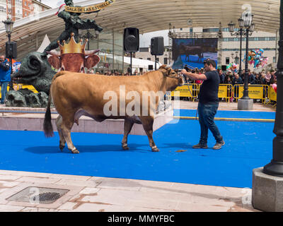 OVIEDO, ESPAGNE - 12 mai 2018 : Champion d'un éleveur présente l'élevage de vache au gala sur l'Ascension juste, Oviedo, Espagne. Banque D'Images