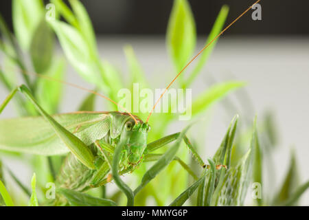 Grande sauterelle verte se cachant dans l'herbe verte Banque D'Images