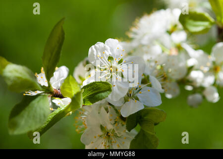 La floraison prune dans jardin 2018 Banque D'Images