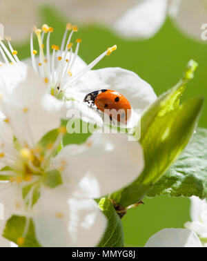 Coccinelle COCCINELLE ou 2018 sur fleur Banque D'Images