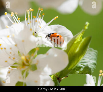 Coccinelle COCCINELLE ou 2018 sur fleur Banque D'Images