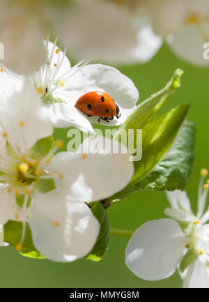 Coccinelle COCCINELLE ou 2018 sur fleur Banque D'Images