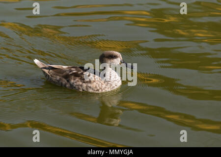 Sarcelle marbrée (Marmaronetta angustirostris) dans l'eau. Banque D'Images