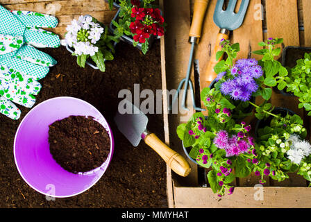 Des fleurs colorées et des outils de jardinage dans la vue de dessus du sol Banque D'Images