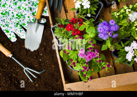 Des fleurs colorées et des outils de jardinage dans la vue de dessus du sol Banque D'Images