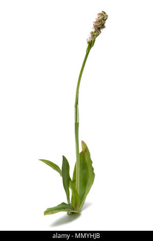 Ligther sous forme d'une orchidée sauvage fleurs denses (Neotinea maculata) isolé sur un fond blanc. Plante toute entière. Vila Viçosa, le Portugal. Banque D'Images