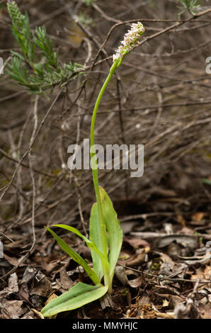 Ligther sous forme d'une orchidée sauvage fleurs denses (Neotinea maculata) contre un fond naturel. Plante toute entière. Vila Viçosa, le Portugal. Banque D'Images