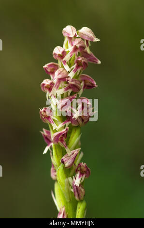 Gros plan sur les fleurs d'un rouge plus foncé et de forme d'une orchidée à fleurs denses sauvages inflorescense (Neotinea maculata) sur un fond naturel vert. Vi Banque D'Images