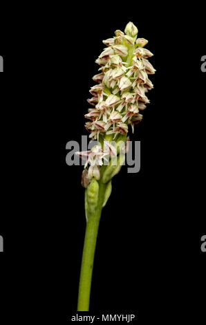 Ligther sous forme d'une orchidée à fleurs denses sauvages inflorescense (Neotinea maculata) isolés sur un fond noir. Vila Viçosa, le Portugal. Banque D'Images