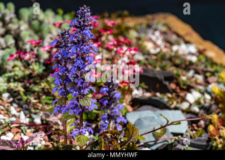 Ajuga repens ,Lamiaceae , bugle. Ajuga reptans. Banque D'Images