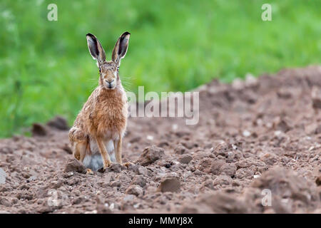 Wild hare assis regardant directement à l'appareil photo. Portrait de la faune dans le Norfolk UK Banque D'Images