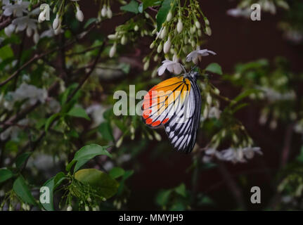 Jézabel peint papillon sur fleurs de jasmin (Delias hyparete metarete), Cambodge Banque D'Images