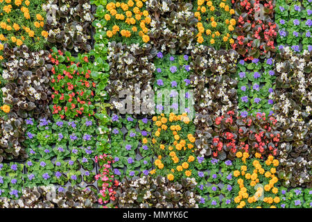 Les jeunes semis floraison de fleurs colorées dans des pots de fleurs de la ville, des motifs floraux. Belle texture fleurs de saison et d'arrière-plan pour différents sujets Banque D'Images