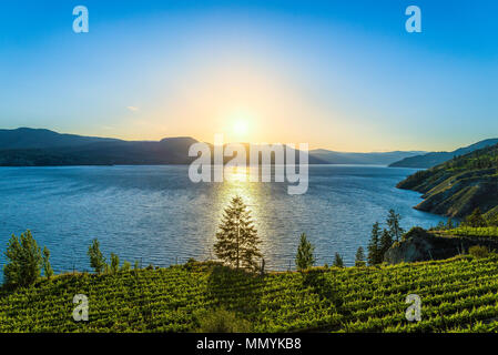 Vignoble sur Naramata Bench au coucher du soleil, le lac Okanagan, Colombie-Britannique, Canada Banque D'Images