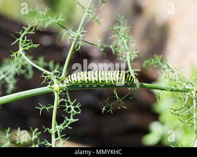 Caterpillar machaon Papilio Machaon' sur 'Wild' Foeniculum vulgare 'Fennal Banque D'Images