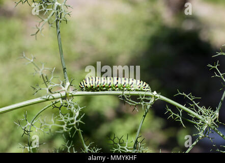 Caterpillar machaon Papilio Machaon' sur 'Wild' Foeniculum vulgare 'Fennal Banque D'Images