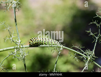 Caterpillar machaon Papilio Machaon' sur 'Wild' Foeniculum vulgare 'Fennal Banque D'Images