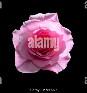 Belle Fleur Rose isolé sur fond noir Banque D'Images