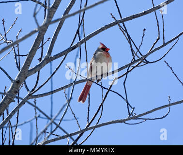 Femme Cardinal rouge, Cardinalis cardinalis perché sur un arbre, au début du printemps Banque D'Images
