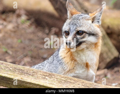 Un renard gris (Urocyon cinereoargenteus) a l'air inquiet ou peur à la WNC Nature Centre à Asheville, NC, USA Banque D'Images