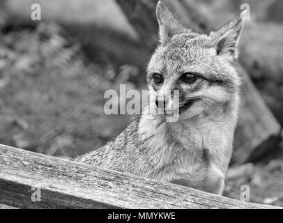 Un renard gris (Urocyon cinereoargenteus) a l'air inquiet ou peur à la WNC Nature Centre à Asheville, NC, USA Banque D'Images