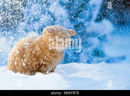 Chaton rouge assis dans la forêt enneigée en hiver chez Blizzard Banque D'Images