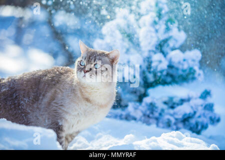 Chat Siamois mignon marche dans la neige en hiver Banque D'Images