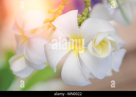 Fleurs de frangipanier blanc et jaune sur un arbre Banque D'Images