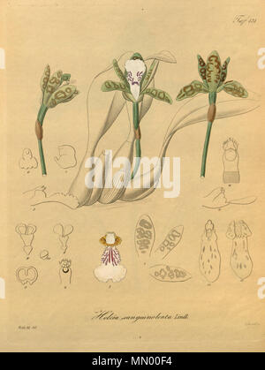 . Illustration de Trichopilia sanguinolenta (comme syn. Helcia sanguinolenta) . 1874. Heinrich Gustav Reichenbach (1824-1889) Noms alternatifs Rchb.f. German-Saxon pteridologist Description, botaniste, ornithologue et enseignant à l'université Date de naissance/Décès 3 Janvier 1824 6 mai 1889 Lieu de naissance/décès Dresde Hambourg Leipzig Lieu de travail contrôle d'autorité : Q62820 : VIAF ?77066171 ISNI : ?0000 0000 8396 1069 RCAC : ?n79125882 NLA : ?Botaniste 35749194 : ?Rchb.f. Helcia sanguinolenta WorldCat-Xenia 2-131 (1874) Banque D'Images