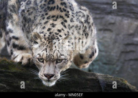 Un adulte snow leopard se jette furtivement d'une barre rocheuse. Cette espèce menacée est indigène à l'Asie centrale et du Sud. Banque D'Images