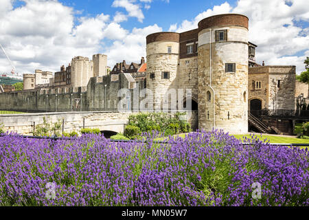 De plus en plus lavande autour du périmètre extérieur de la Tour de Londres, avec vue sur les douves à l'une des portes d'entrée. Banque D'Images