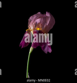 Iris germanica. Une profonde couleur rouge sang. Banque D'Images