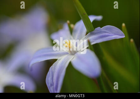 Scilla fleurs gros plan sur un lit de fleur après la neige. Banque D'Images