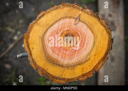 De coupe lisse rond en bois scié log Banque D'Images