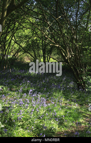 Floraison de printemps bluebells couvrent la terre, bois, West Bergholt Hillhouse, Colchester, Essex, Angleterre Banque D'Images