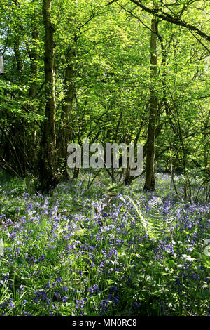 Floraison de printemps bluebells couvrent la terre, bois, West Bergholt Hillhouse, Colchester, Essex, Angleterre Banque D'Images