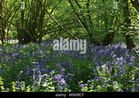 Floraison de printemps bluebells couvrent la terre, bois, West Bergholt Hillhouse, Colchester, Essex, Angleterre Banque D'Images