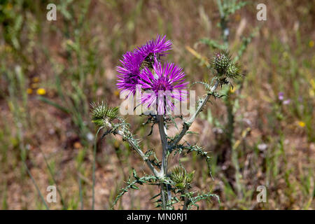 Le Thistle (Galactites tomentosa), la floraison, Cap Camarat, Golfe de Saint-Tropez, Côte d'Azur, département du Var, Provence-Alpes-Côte d'Azur, France Banque D'Images