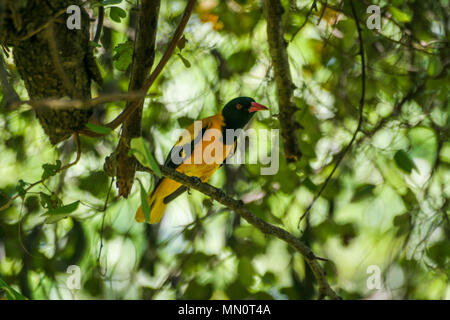 Un mâle Black-hooded (Oriolus xanthornus) au Lac Giritale Habarana, dans le district d'Anuradhapura de Sri Lanka Banque D'Images