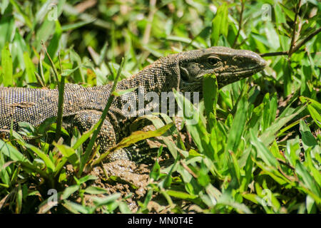 L'eau d'Asie varan (Varanus salvator) au Lac Giritale Habarana, dans le district d'Anuradhapura de Sri Lanka Banque D'Images